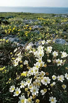 Images Dated 15th April 2005: Eire - Mountain Avens (Dryas octopetala) Hoary Rockrose (Helianthemum oelandicum)