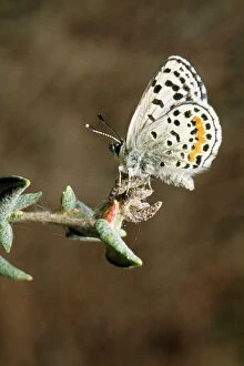 Images Dated 6th November 2007: El Segundo Blue Butterfly