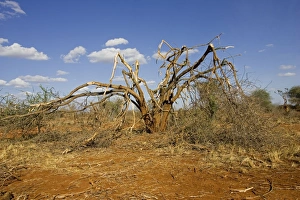 Elephants competing for food strip bark off trees in the Ngulia Black Rhino Sanctuary Elephants competing for food strip bark off trees in the Ngulia Black Rhino Sanctuary