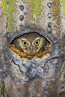 Elf Owl - in nest cavity in Saguaro (Carnegiea gigantea) Elf Owl - in nest cavity in Saguaro (Carnegiea gigantea)