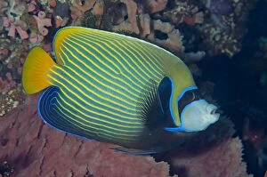 Images Dated 6th July 2014: Emperor Angelfish by sponge