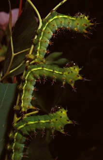 Emperor gum moth - young larvae Emperor gum moth - young larvae