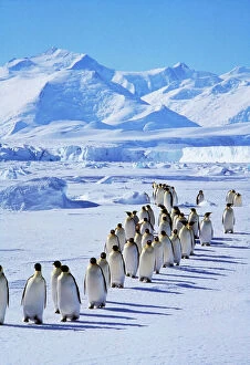 Penguin Collection: Emperor Penguin