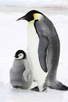 Emperor Penguin - adult and chick Emperor Penguin - adult and chick