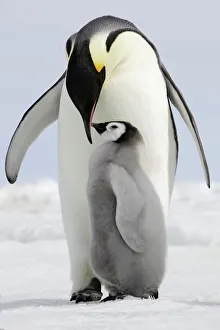 Emperor Penguin - adult and chick Emperor Penguin - adult and chick