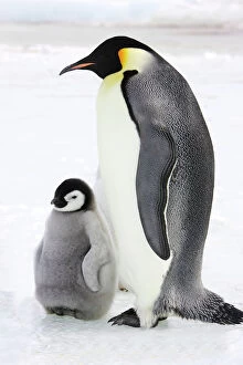 Images Dated 25th October 2006: Emperor Penguin - adult and chick. Snow hill island - Antarctica
