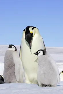 Emperor Penguin - adult and two chicks Emperor Penguin - adult and two chicks