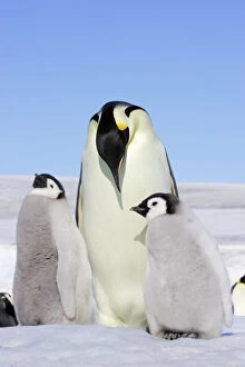 Images Dated 26th October 2006: Emperor Penguin - adult and two chicks. Snow hill island - Antarctica
