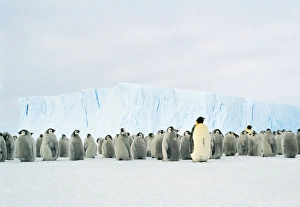 Emperor Penguin - Adult & young in creche Emperor Penguin - Adult & young in creche