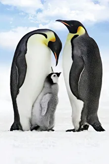 Emperor Penguin - two adults with chick Emperor Penguin - two adults with chick