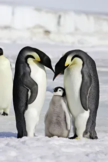 Emperor Penguin - adults with chick Emperor Penguin - adults with chick