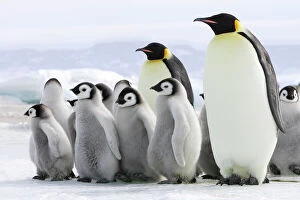 Popular themes/birds/emperor penguin adults chicks