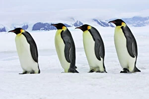 Four Collection: Emperor Penguin - four adults walking across ice. Snow hill island - Antarctica