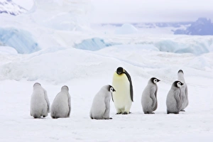 Emperor Penguin - Adults and Young Crossing Sea Ice Emperor Penguin - Adults and Young Crossing Sea Ice