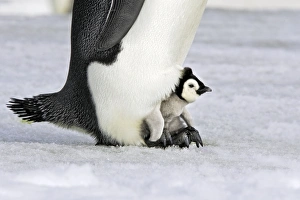 Emperor Penguin - chick sheltering on adults feet Emperor Penguin - chick sheltering on adults feet