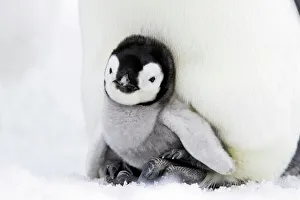 Emperor Penguin - chick sheltering on adults feet Emperor Penguin - chick sheltering on adults feet