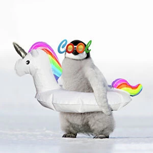 Inflatable Gallery: Emperor Penguin - chick wearing inflatable unicorn