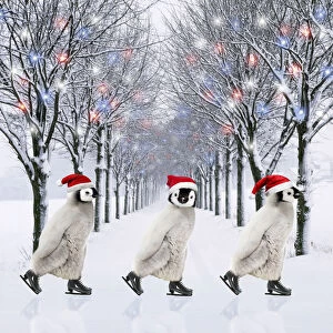 Emperor Penguin, three chicks ice skating wearing