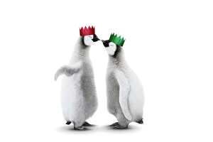 Emperor Penguin, two chicks kissing wearing Christmas