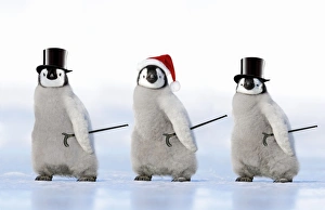 Emperor Penguin - three chicks wearing a top hat a Christmas hat and carrying canes Emperor Penguin - three chicks wearing a top hat a Christmas hat and carrying canes