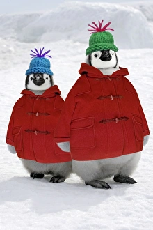 Emperor Penguin - two chicks wearing woolly hats & duffle coats Emperor Penguin - two chicks wearing woolly hats & duffle coats