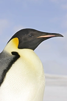 Emperor Penguin - close-up of head Emperor Penguin - close-up of head