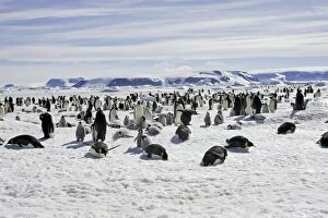 Colonies Collection: Emperor Penguin - colony. Snow hill island - Antarctica