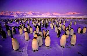 Penguin Collection: Emperor Penguin - colony in twilight Ross Sea, Antarctica. GRB03269