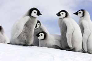Emperor Penguin - group of chicks Emperor Penguin - group of chicks