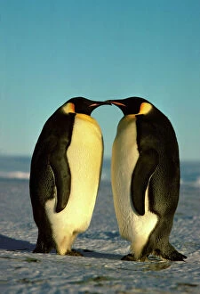 Emperor Penguin - pair facing each other