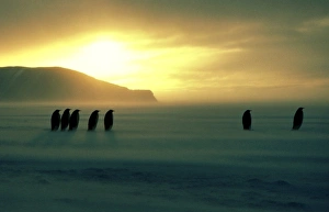 Emperor penguin - on sea ice during autumn Emperor penguin - on sea ice during autumn