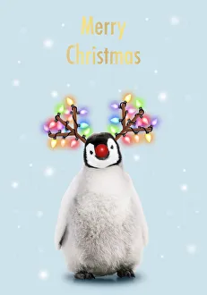 Emperor Penguin, Young smiling with Rudolph red nose, antlers and Christmas lights Date: 25-Oct-06 Emperor Penguin, Young smiling with Rudolph red nose, antlers and Christmas lights Date: 25-Oct-06