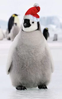 Emperor Penguin - young wearing Chistmas hat