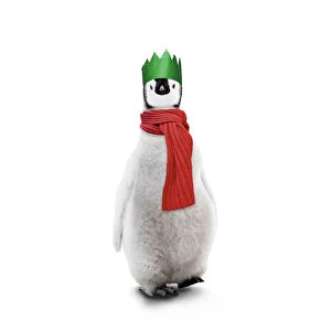 Emperor Penguin, young wearing Chritmas hat and scarf