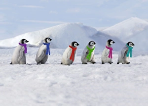 Emperor Penguins - 4 young ones walking in a line Emperor Penguins - 4 young ones walking in a line