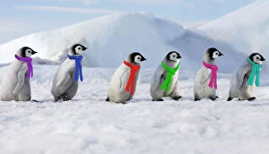 Penguin Collection: Emperor Penguins. 6 young ones walking in a line wearing scarves