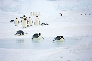 Images Dated 26th October 2006: Emperor Penquins - Walking on snow and tobogganing over sea ice - Snow Hill Island, Antarctica