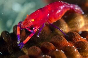 Holothurian Gallery: Emperor Shrimp on Spotted Worm Sea Cucumber (Synapta)