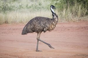 Images Dated 9th January 2005: Emu Walking across a track near Epenarra Aboriginal Community, central Northern Territory, Australia