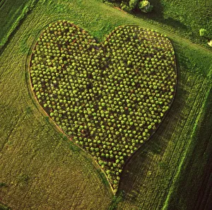 England - Aerial view, Heart Orchard, near Huish Hill England - Aerial view, Heart Orchard, near Huish Hill