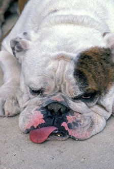 English BULLDOG - tired, lying down with tongue sticking out