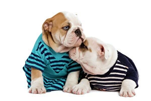 Images Dated 24th June 2000: English Bulldogs - in studio wearing stripey tops / t-shirts