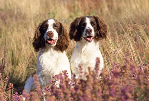<b class=qtipBold><figcaption>English Springer Spaniel Dog</figcaption></b><br>JD-11516E English Springer Spaniel Dog John Daniels Please note that prints are for personal display purposes only and may not be reproduced in any way.<br><em>© John Daniels/ardea.com</em> English Springer Spaniel Dog