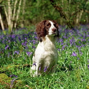 English Springer Spaniel Dog - in bluebells English Springer Spaniel Dog - in bluebells