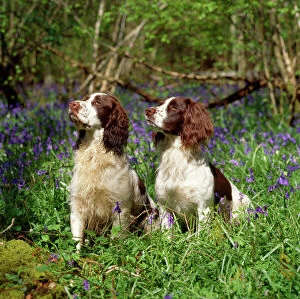 Woodland Collection: English Springer Spaniel Dogs - in bluebell woodland