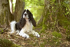 English springer spaniel - lying in woodland English springer spaniel - lying in woodland