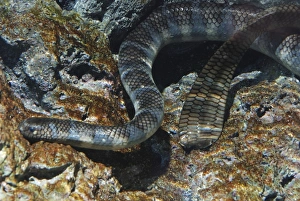 Erabu Sea Snake - from the coasts of southern Japan Erabu Sea Snake - from the coasts of southern Japan