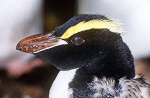 Erect-crested Penguin - moulting, note nictitating membrane Erect-crested Penguin - moulting, note nictitating membrane