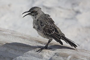 Espanola Mockingbird - At Suarez Point - Espanola