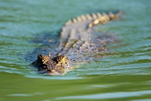 Images Dated 27th October 2008: Estuarine Crocodile